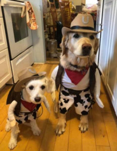 Halloween pet costume contest winners at Willow Farm Pet Services in Vermont